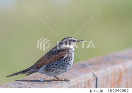 ツグミポートレート 100040666