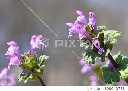 ホトケノザ（仏の座） 100040758