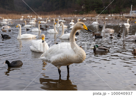多くの白鳥と横を向いている白鳥 100040937