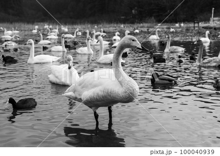 多くの白鳥と横を向いている白鳥(モノクロ) 多くの白鳥と横を向いている白鳥(モノクロ) 100040939