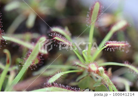 プチプチネバネバ捕虫葉がかわいい装飾系ナガバノモウセンゴケをマクロレンズでクローズアップ撮影。 プチプチネバネバ捕虫葉がかわいい装飾系ナガバノモウセンゴケをマクロレンズでクローズアップ撮影。 100041214
