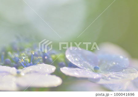 ふんわりエモい紫陽花の花マクロ ふんわりエモい紫陽花の花マクロ 100041696