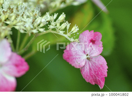 可愛いピンクの色鮮やかなガクアジサイのマクロ写真 100041802