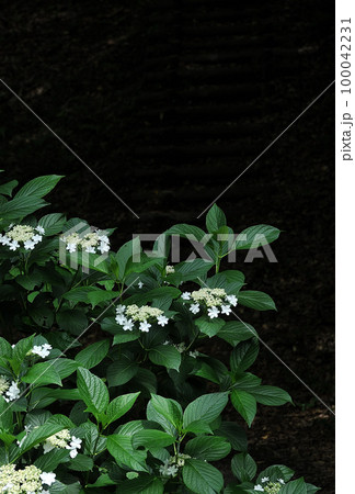幻想的な魅力の夜紫陽花 100042231