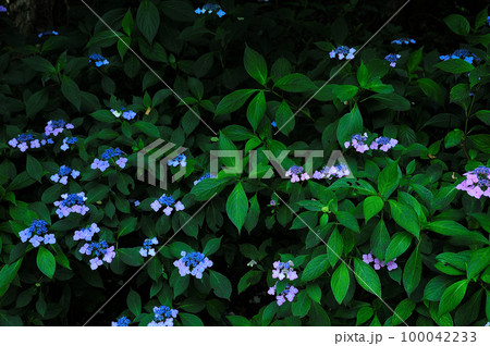 幻想的な魅力の夜紫陽花 幻想的な魅力の夜紫陽花 100042233