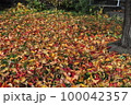 植物のある風景 100042357