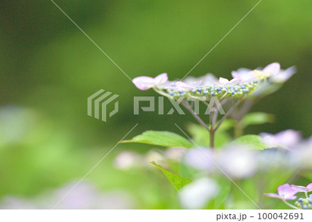 柔らかふんわりした額紫陽花のマクロ写真 柔らかふんわりした額紫陽花のマクロ写真 100042691