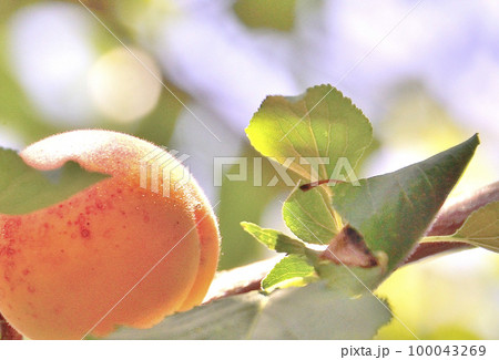 玉ボケ背景のふんわり可愛い杏子の実 100043269