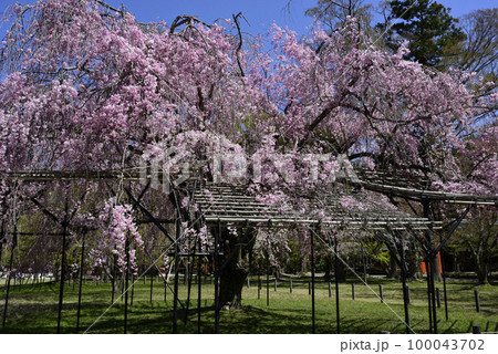 上賀茂神社(賀茂別雷神社)斎王桜 上賀茂神社(賀茂別雷神社)斎王桜 100043702