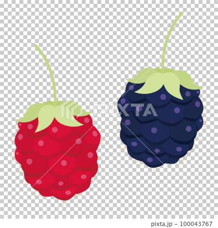ボイセンベリーのイラスト ボイセンベリーのイラスト 100043767