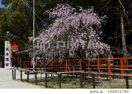 上賀茂神社(賀茂別雷神社)風流桜 上賀茂神社(賀茂別雷神社)風流桜 100043780
