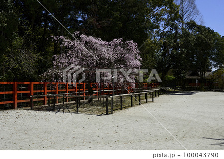 上賀茂神社（賀茂別雷神社）風流桜 100043790