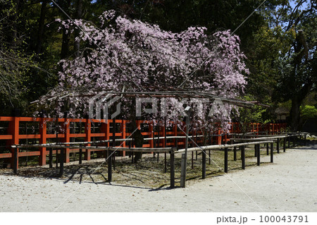 上賀茂神社(賀茂別雷神社)風流桜 上賀茂神社(賀茂別雷神社)風流桜 100043791