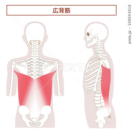 広背筋の解剖学筋肉イラスト 横向きと背面 広背筋の解剖学筋肉イラスト 横向きと背面 100043818