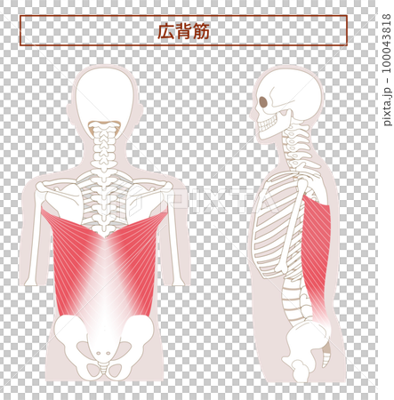 広背筋の解剖学筋肉イラスト 横向きと背面 広背筋の解剖学筋肉イラスト 横向きと背面 100043818
