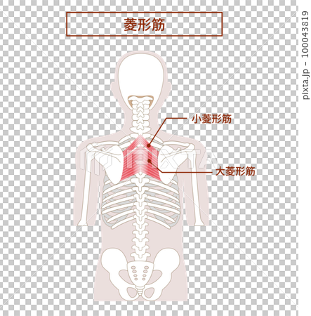 Rhomboid anatomy muscle illustration Rhomboid anatomy muscle illustration 100043819