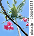台湾の春_桜とヤシの木 100043825