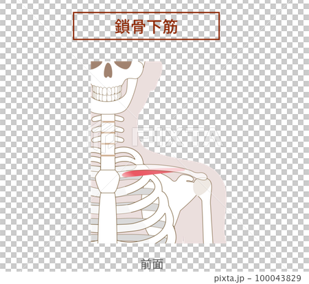 鎖骨下筋の解剖学筋肉イラストのイラスト素材 [100043829] PIXTA