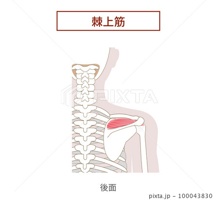 ローテーターカフ棘上筋の解剖学筋肉イラスト ローテーターカフ棘上筋の解剖学筋肉イラスト 100043830