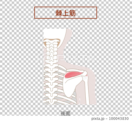 ローテーターカフ棘上筋の解剖学筋肉イラスト ローテーターカフ棘上筋の解剖学筋肉イラスト 100043830