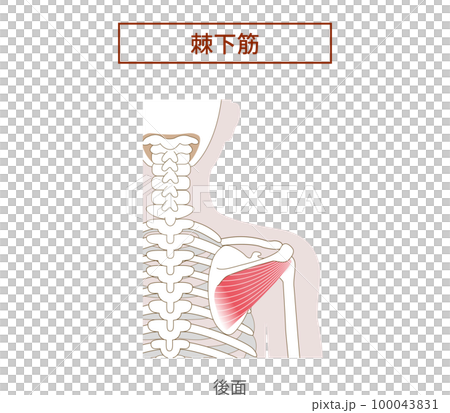 棘下筋ローテーターカフの解剖学筋肉イラスト 100043831