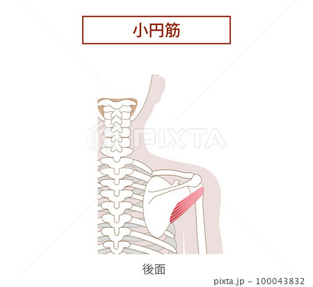 小円筋ローテーターカフの解剖学筋肉イラスト 小円筋ローテーターカフの解剖学筋肉イラスト 100043832