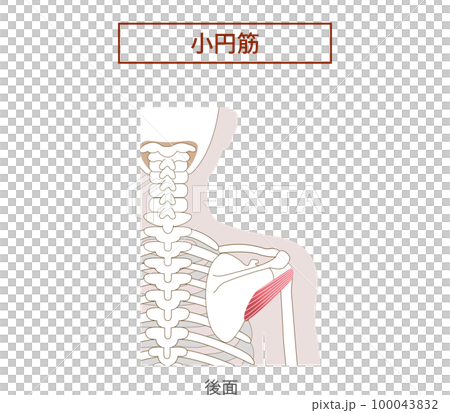 小円筋ローテーターカフの解剖学筋肉イラスト 小円筋ローテーターカフの解剖学筋肉イラスト 100043832