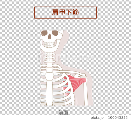 肩胛下肌肩袖的解剖肌肉插圖 肩胛下肌肩袖的解剖肌肉插圖 100043833