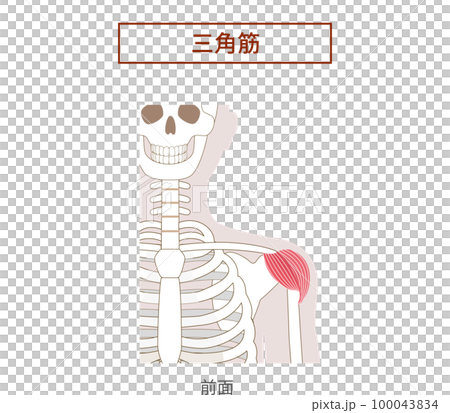 三角肌解剖圖 100043834