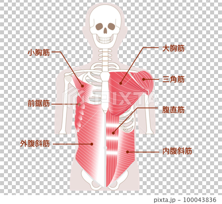 腹部、胸部、肩にある大きな筋肉　アウターマッスルとインナーマッスル 100043836