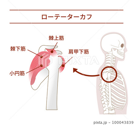 横から見たローテーターカフの解剖学筋肉イラスト 100043839