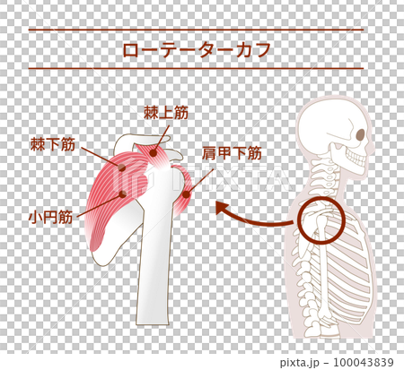 横から見たローテーターカフの解剖学筋肉イラスト 100043839