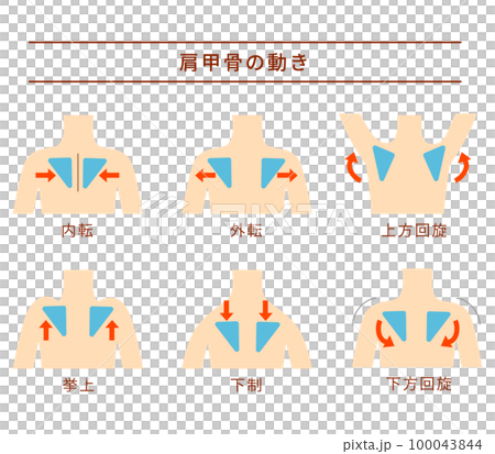 Six motion sets of the scapula Six motion sets of the scapula 100043844
