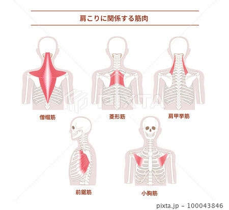 肩こりの原因となる背中の筋肉セット 肩こりの原因となる背中の筋肉セット 100043846