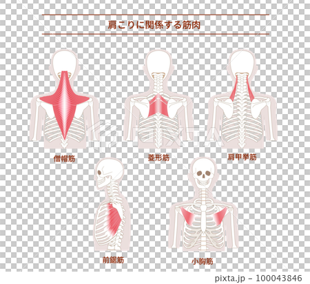肩こりの原因となる背中の筋肉セット 肩こりの原因となる背中の筋肉セット 100043846