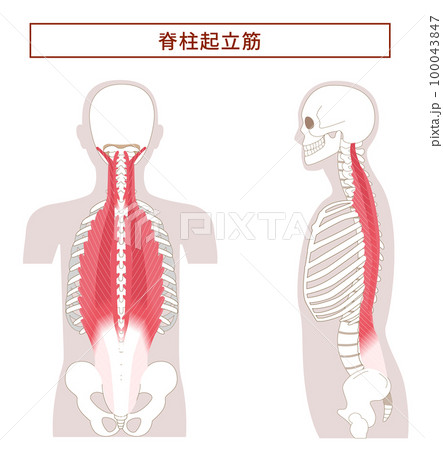 横から見た脊柱起立筋の解剖学筋肉イラスト 横から見た脊柱起立筋の解剖学筋肉イラスト 100043847