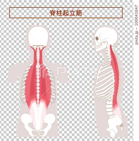 横から見た脊柱起立筋の解剖学筋肉イラスト 横から見た脊柱起立筋の解剖学筋肉イラスト 100043847