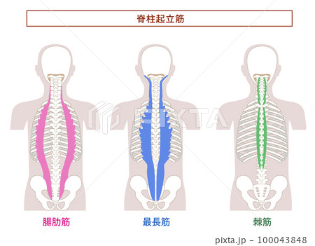 脊柱起立筋; 腸肋筋,最長筋,棘筋の解剖学筋肉イラスト 脊柱起立筋; 腸肋筋,最長筋,棘筋の解剖学筋肉イラスト 100043848