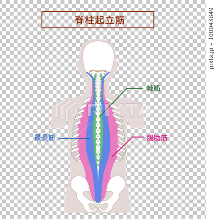 豎脊肌；髂肋肌、最長肌、棘肌的解剖肌肉插圖 100043849