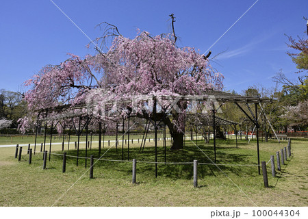 上賀茂神社(賀茂別雷神社)斎王桜 上賀茂神社(賀茂別雷神社)斎王桜 100044304