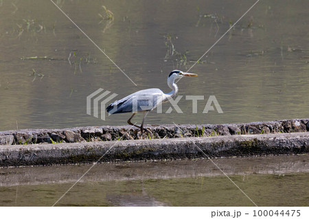 EOSR6.広島尾道、水路を進むアオサギ。 100044475