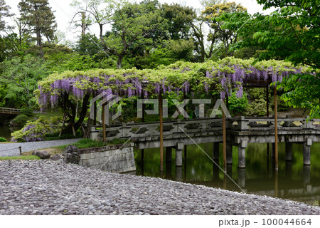 京都仙洞御所 南池 八ッ橋と藤棚 京都仙洞御所 南池 八ッ橋と藤棚 100044664