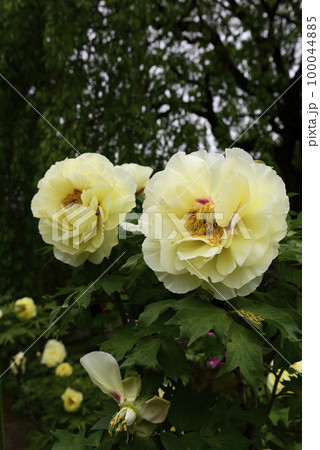 本満寺　牡丹 100044885