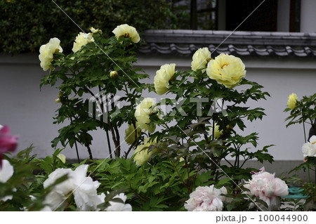 本満寺　牡丹 100044900