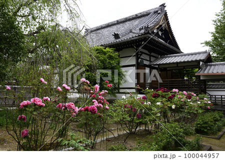 本満寺　牡丹 100044957