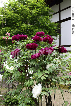 本満寺　牡丹 100044963