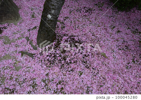 本満寺 八重桜(花絨毯・花筏) 本満寺 八重桜(花絨毯・花筏) 100045280