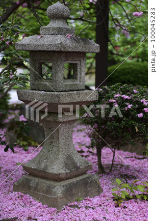 本満寺 八重桜(花絨毯・花筏) 本満寺 八重桜(花絨毯・花筏) 100045283