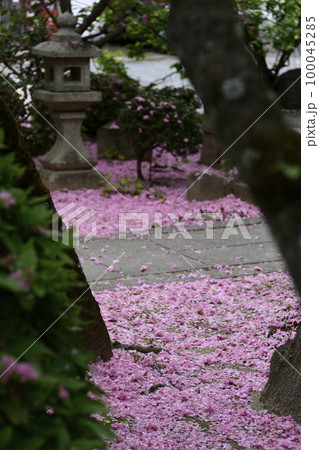 本満寺 八重桜(花絨毯・花筏) 本満寺 八重桜(花絨毯・花筏) 100045285