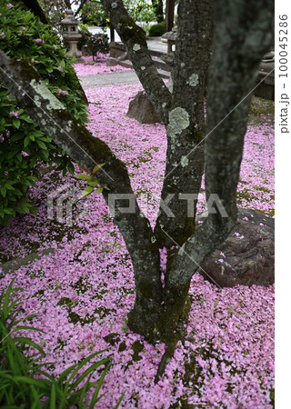 本満寺 八重桜(花絨毯・花筏) 本満寺 八重桜(花絨毯・花筏) 100045286